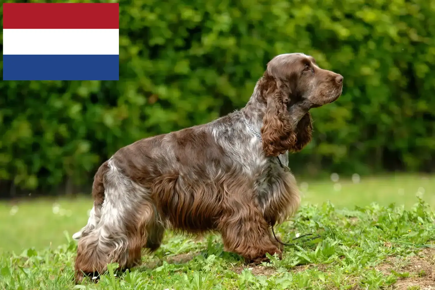 English Cocker Spaniel puppies and breeders Netherlands Find here English Cocker Spaniels breeders in the Netherlands.