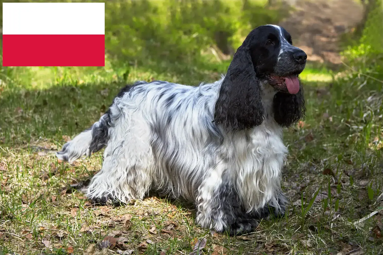 English Cocker Spaniel puppies and breeder Poland Find here English Cocker Spaniels breeders in Poland.