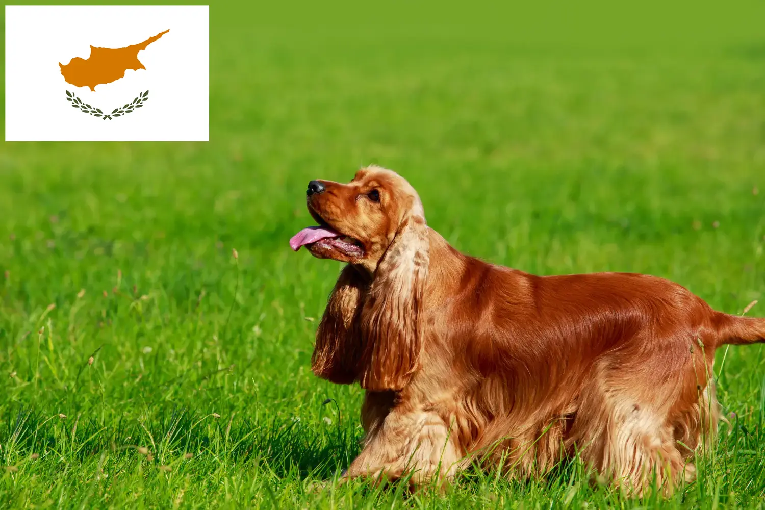 English Cocker Spaniel puppies and breeders Republic of Cyprus Find here English Cocker Spaniels breeders in Cyprus.
