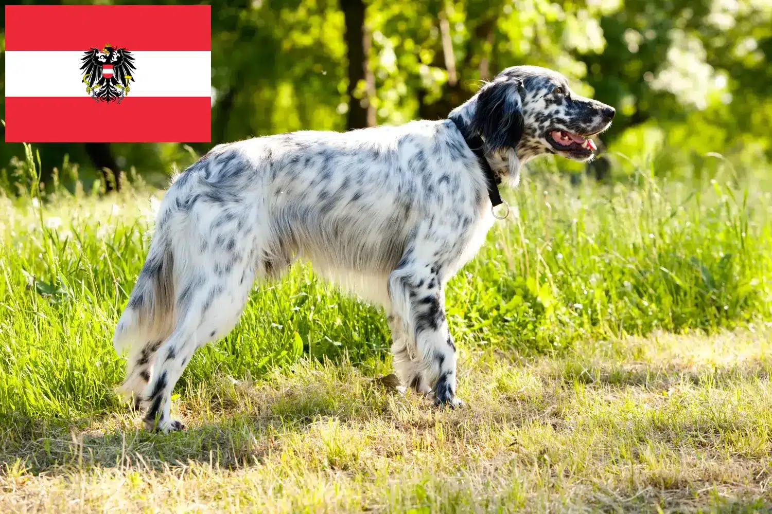 English Setter puppies and breeders Austria Here you can find English Setter breeders in Austria.