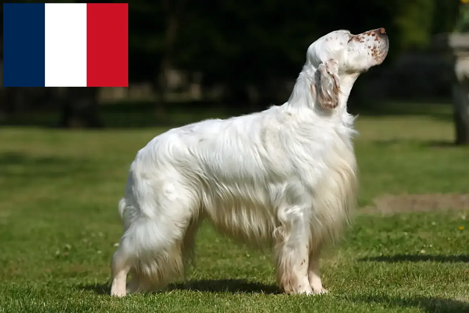 English Setter puppies and breeders France Here you can find English Setter breeders in France.
