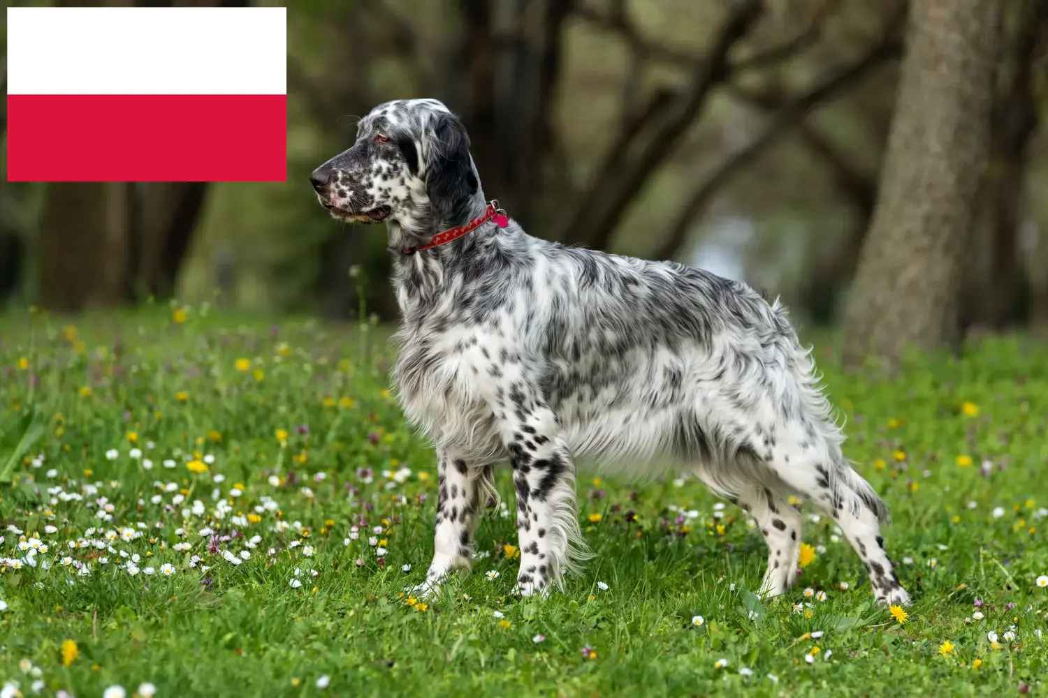 English Setter puppies and breeders Poland Here you can find English Setter breeders in Poland.