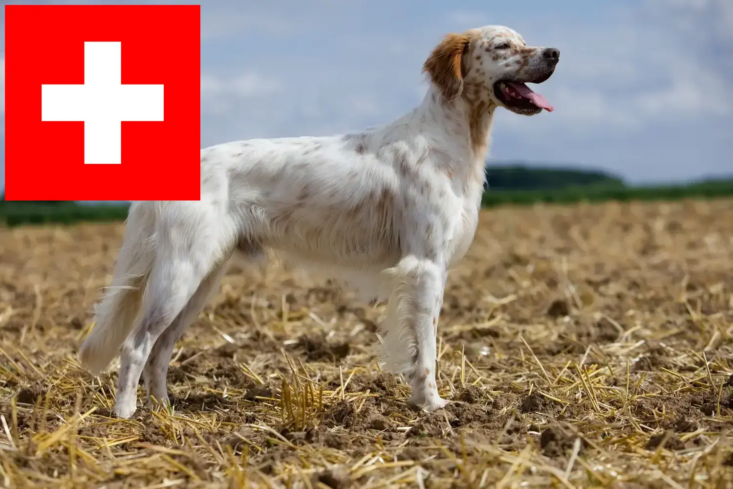 English Setter puppies and breeders Switzerland Here you can find English Setter breeders in Switzerland.