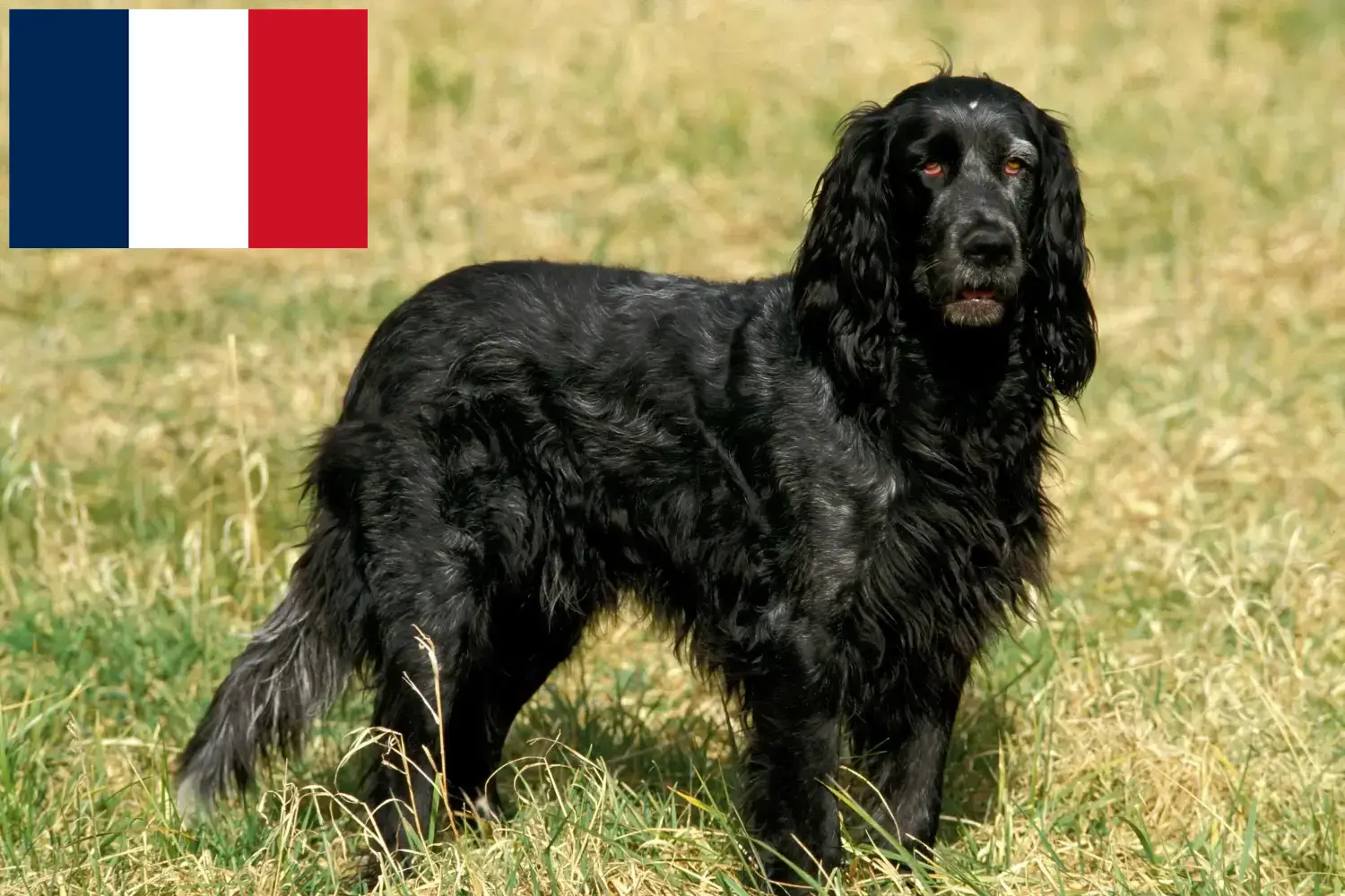 Epagneul Bleu de Picardie puppies and breeders France Here you can find Epagneul Bleu de Picardies breeders in France.