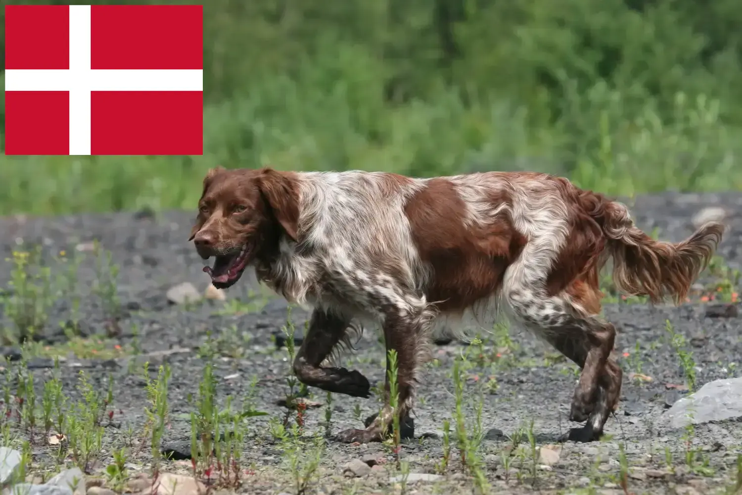 Epagneul Breton puppies and breeders Denmark Find Epagneul Bretons breeders in Denmark.