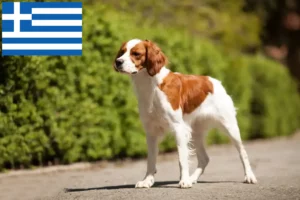 Read more about the article Epagneul Breton breeders and puppies in Greece