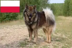 Read more about the article Eurasier breeders and puppies in Poland