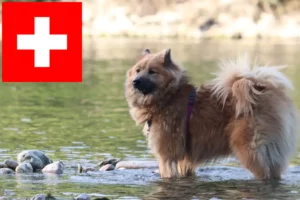 Read more about the article Eurasier breeders and puppies in Switzerland