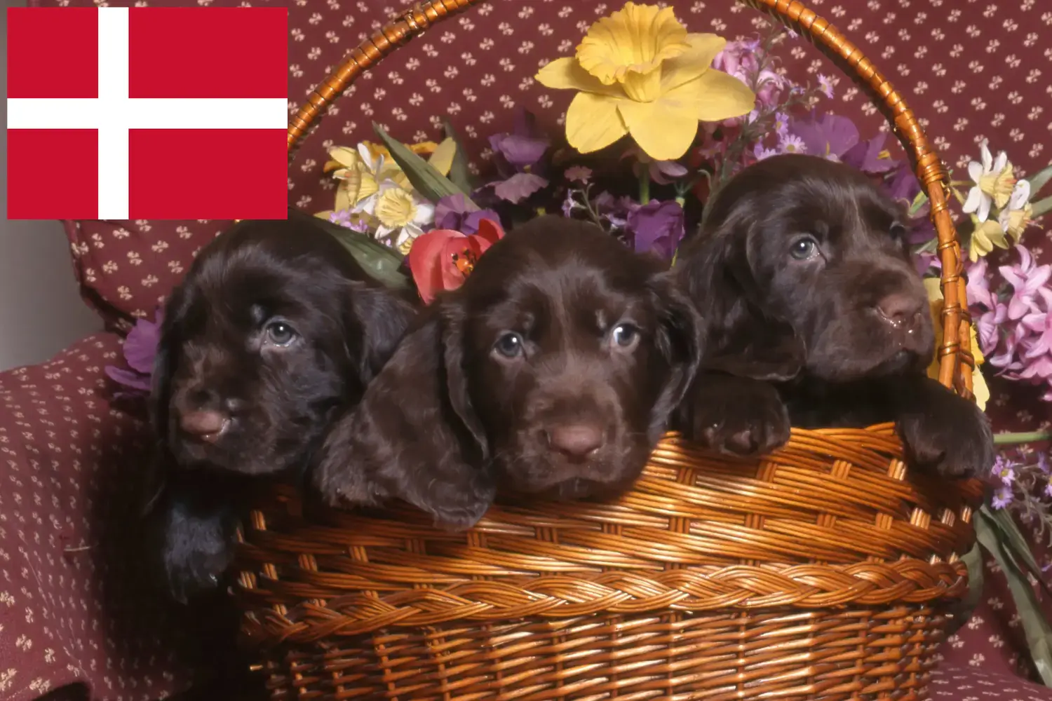Field Spaniel puppies and breeders Denmark Find here Field Spaniels breeders in Denmark.