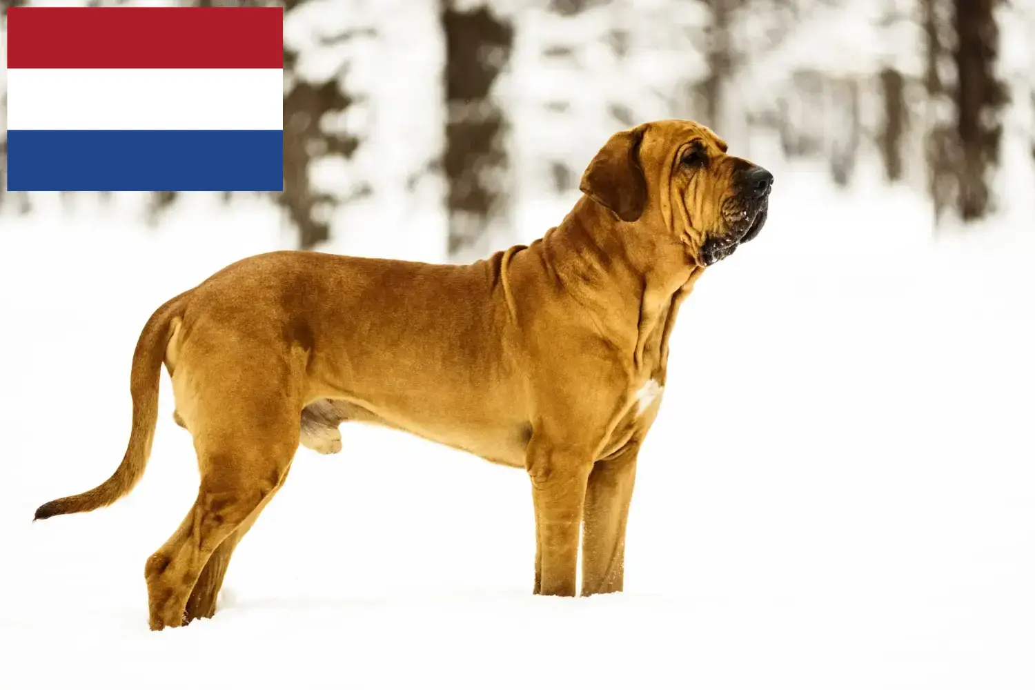 Fila Brasileiro puppies and breeders Netherlands Here you can find Fila Brasileiros breeders in the Netherlands.