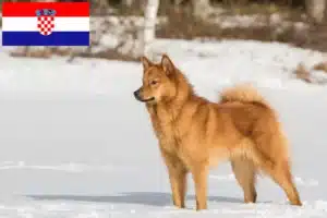 Read more about the article Finnspitz breeders and puppies in Croatia