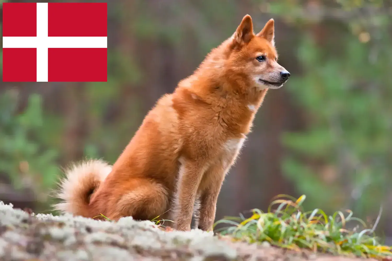 Finnspitz puppies and breeders Denmark Here you can find Finnenspitze breeders in Denmark.