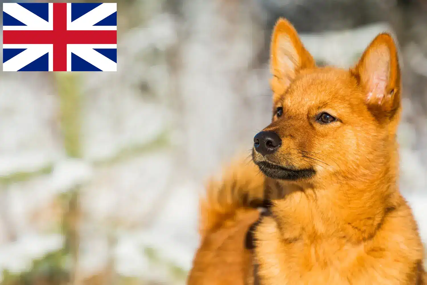 Read more about the article Finnspitz breeders and puppies in Great Britain
