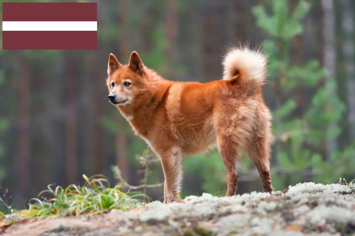 Finnspitz puppies and breeders Latvia Here you can find Finnenspitze breeders in Latvia.