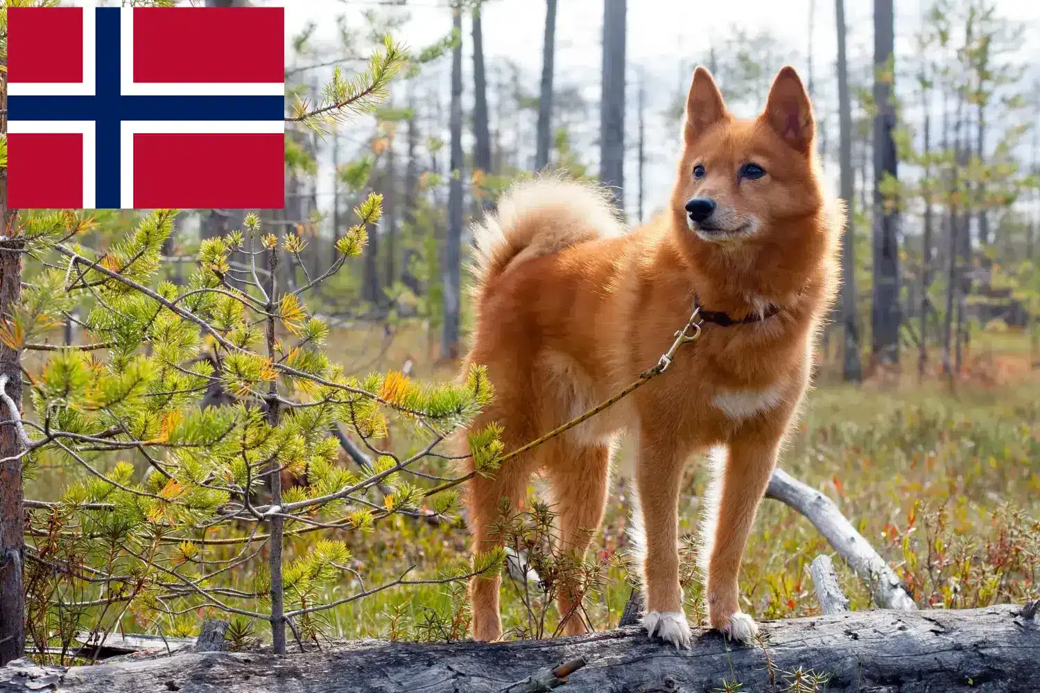 Finnspitz puppies and breeders Norway Here you can find Finnenspitze breeders in Norway.