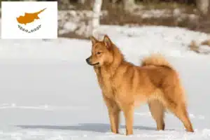 Read more about the article Finnspitz breeders and puppies in Cyprus