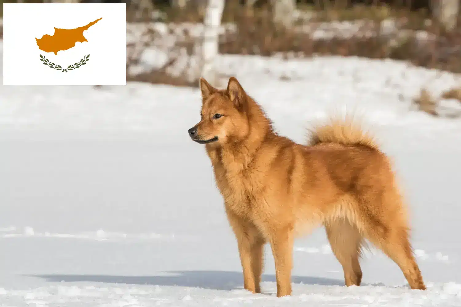 Finnspitz puppies and breeders Republic of Cyprus Here you can find Finnenspitze breeders in Cyprus.