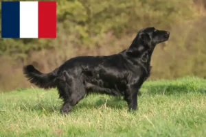 Read more about the article Flat Coated Retriever breeders and puppies in France