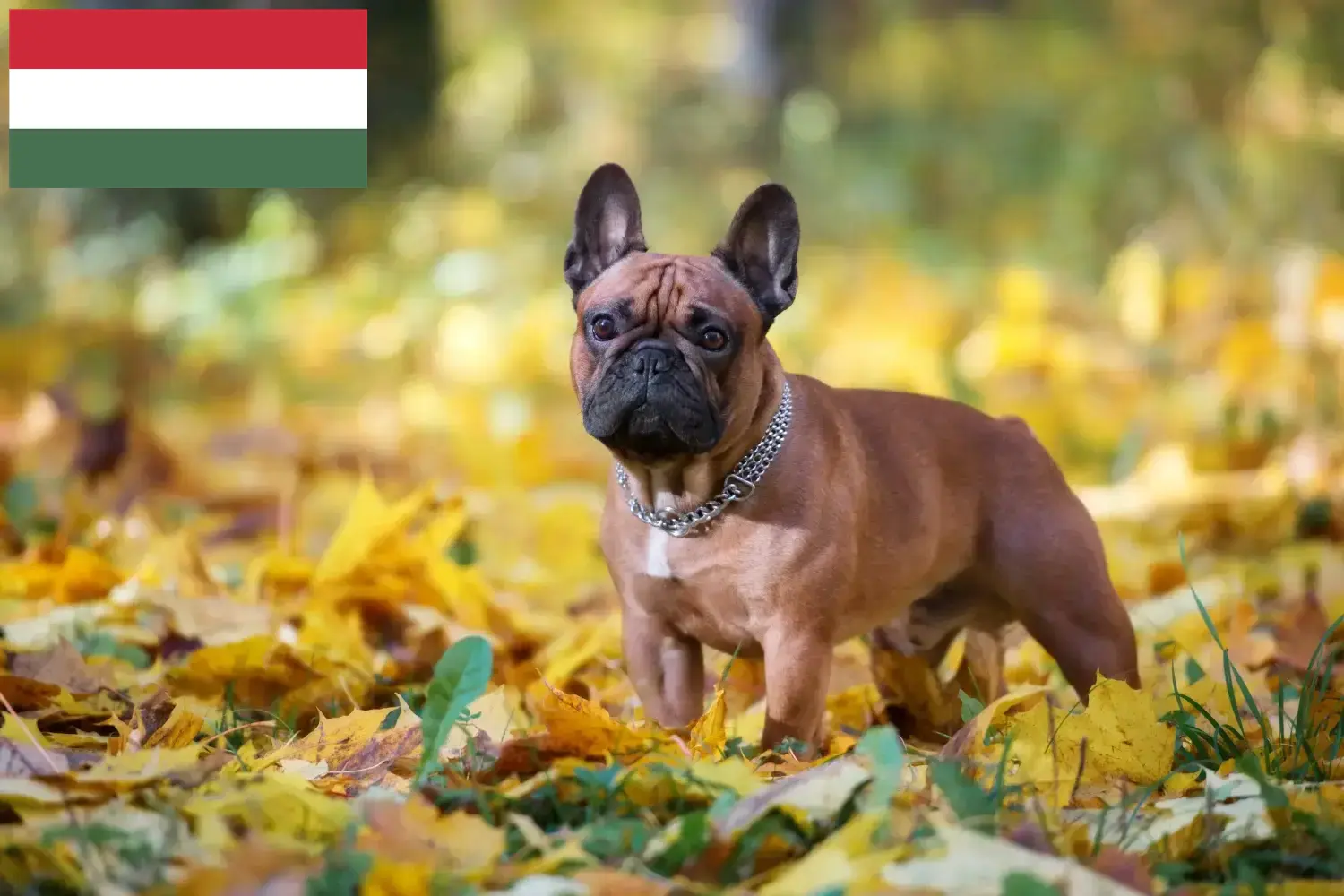 French Bulldog puppies and breeder Hungary Find French Bulldog breeders in Hungary here.