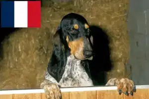 Read more about the article Gascon Saintongeois breeders and puppies in France