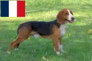 Read more about the article German Bracke breeders and puppies in France
