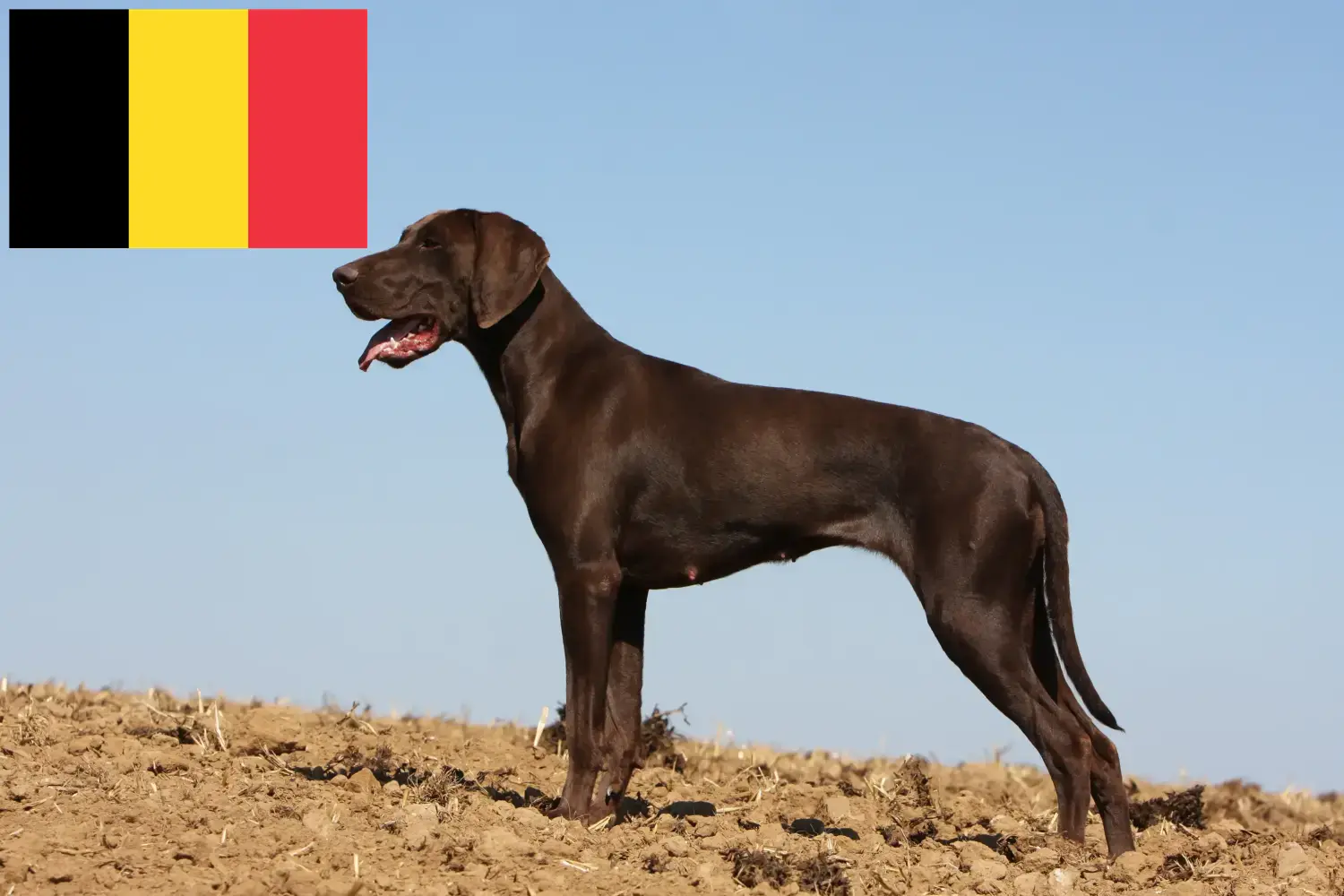 German Shorthair puppies and breeders Belgium Here you can find German Shorthair breeders in Belgium.