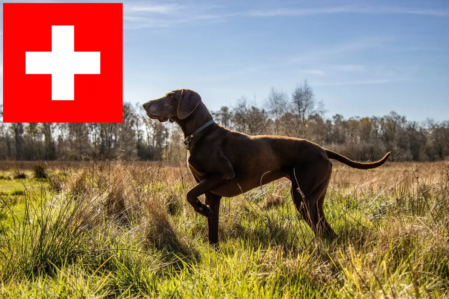 German Shorthair puppies and breeders Switzerland Here you can find German Shorthair breeders in Switzerland.