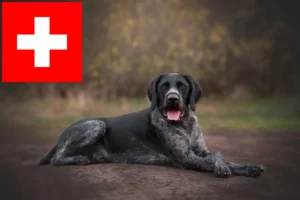 Read more about the article German Wirehair breeders and puppies in Switzerland