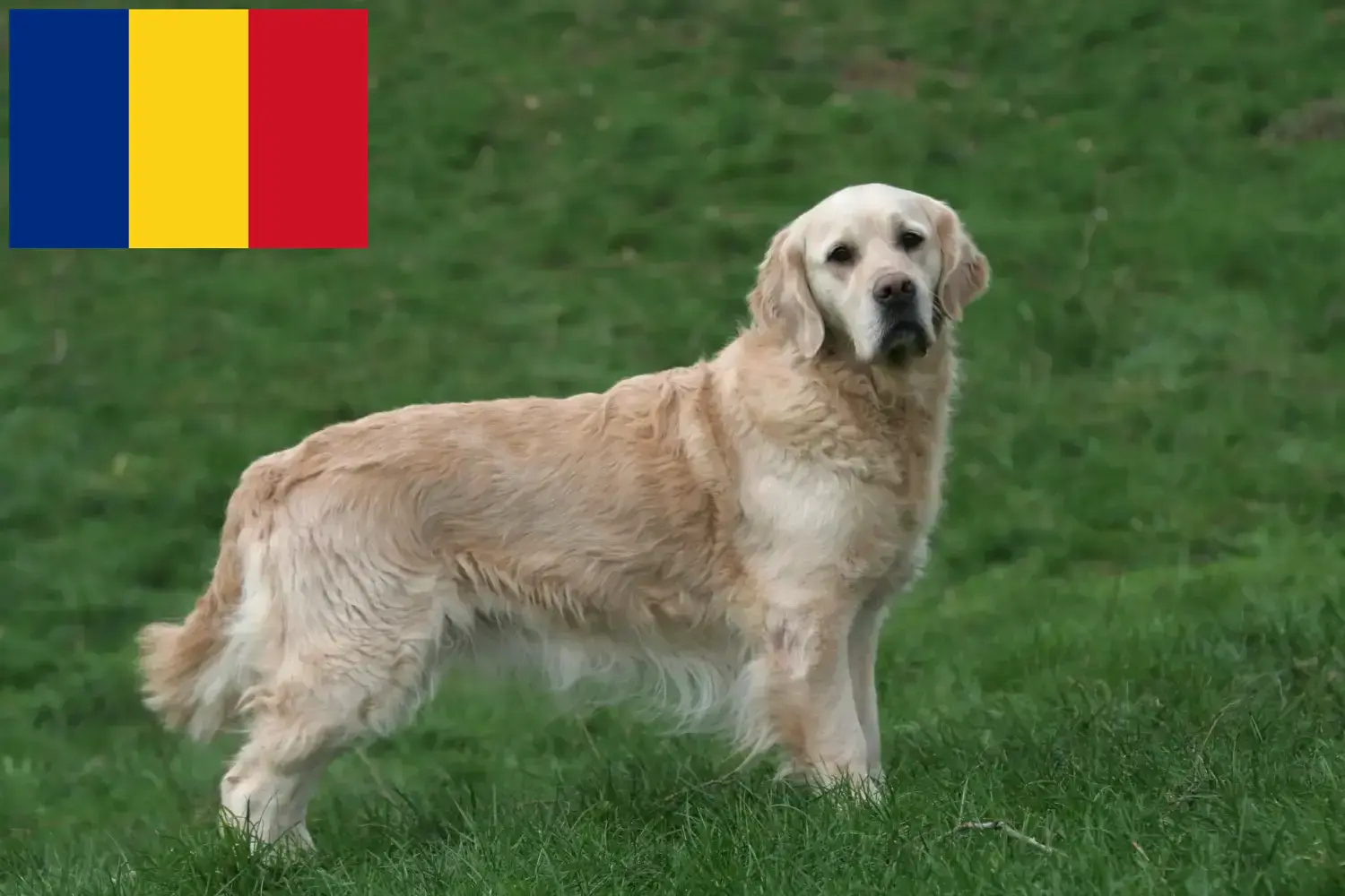 Golden Retriever puppies and breeders Romania Here you can find Golden Retriever breeders in Romania.