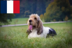 Read more about the article Grand Basset Griffon Vendéen breeders and puppies in France