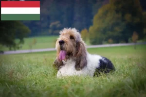Read more about the article Grand Basset Griffon Vendéen breeders and puppies in Hungary