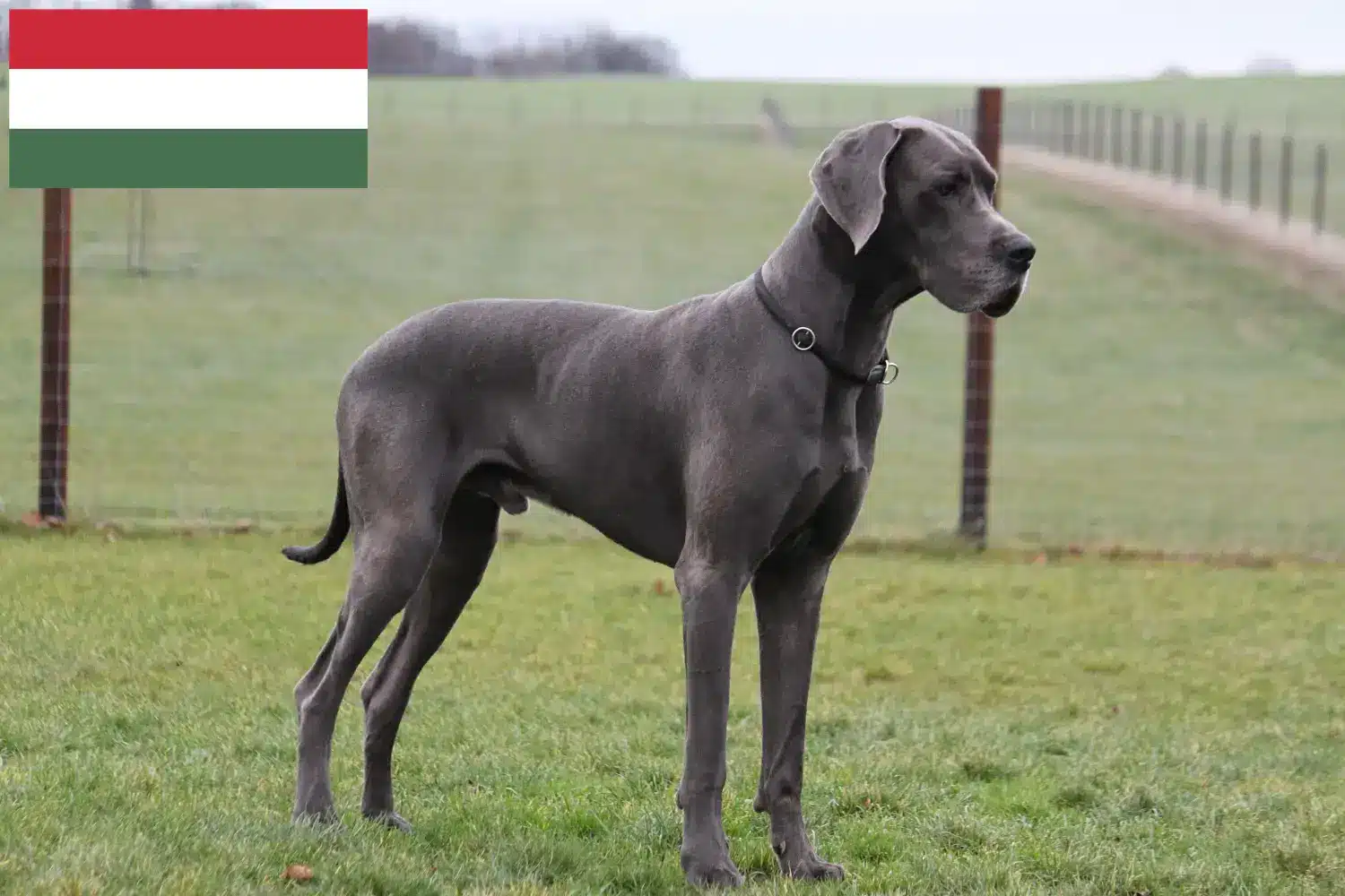 Great Dane puppies and breeder Hungary Here you can find Great Dane breeders in Hungary.