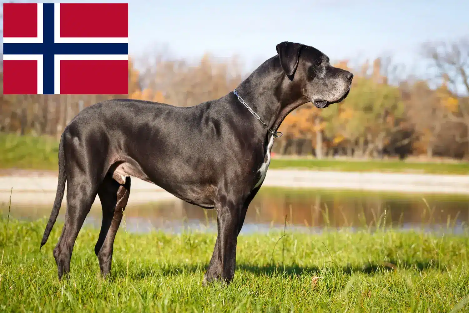 Great Dane puppies and breeders Norway Here you can find Great Dane breeders in Norway.
