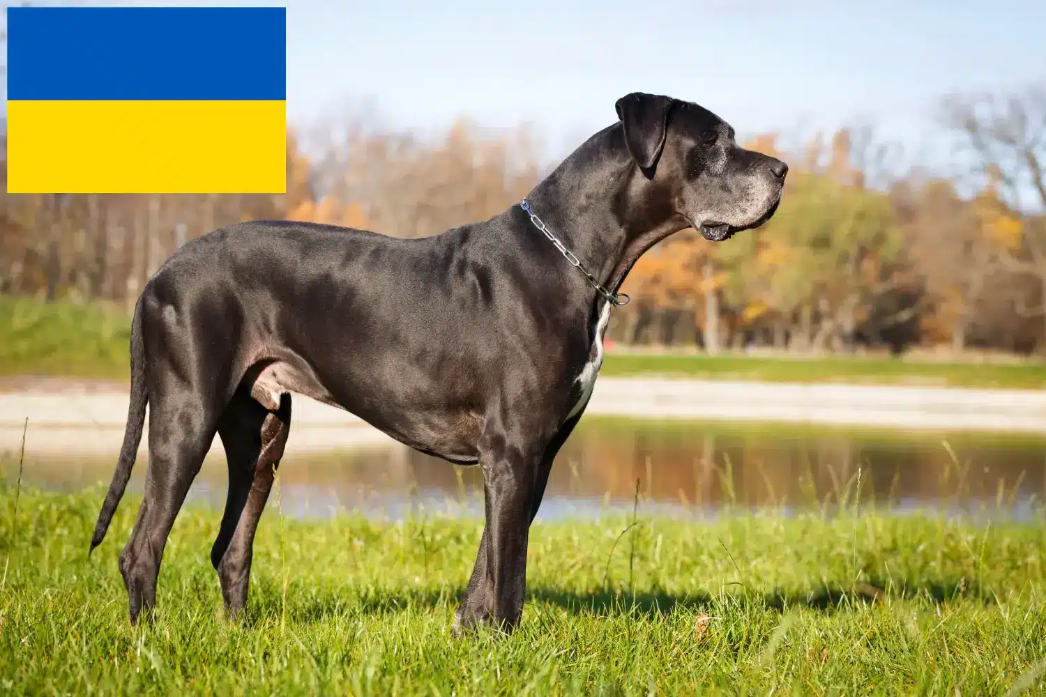 Great Dane puppies and breeders Ukraine Here you can find Great Dane breeders in der Ukraine.