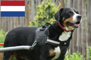 Read more about the article Great Swiss Mountain Dog breeder and puppies in the Netherlands