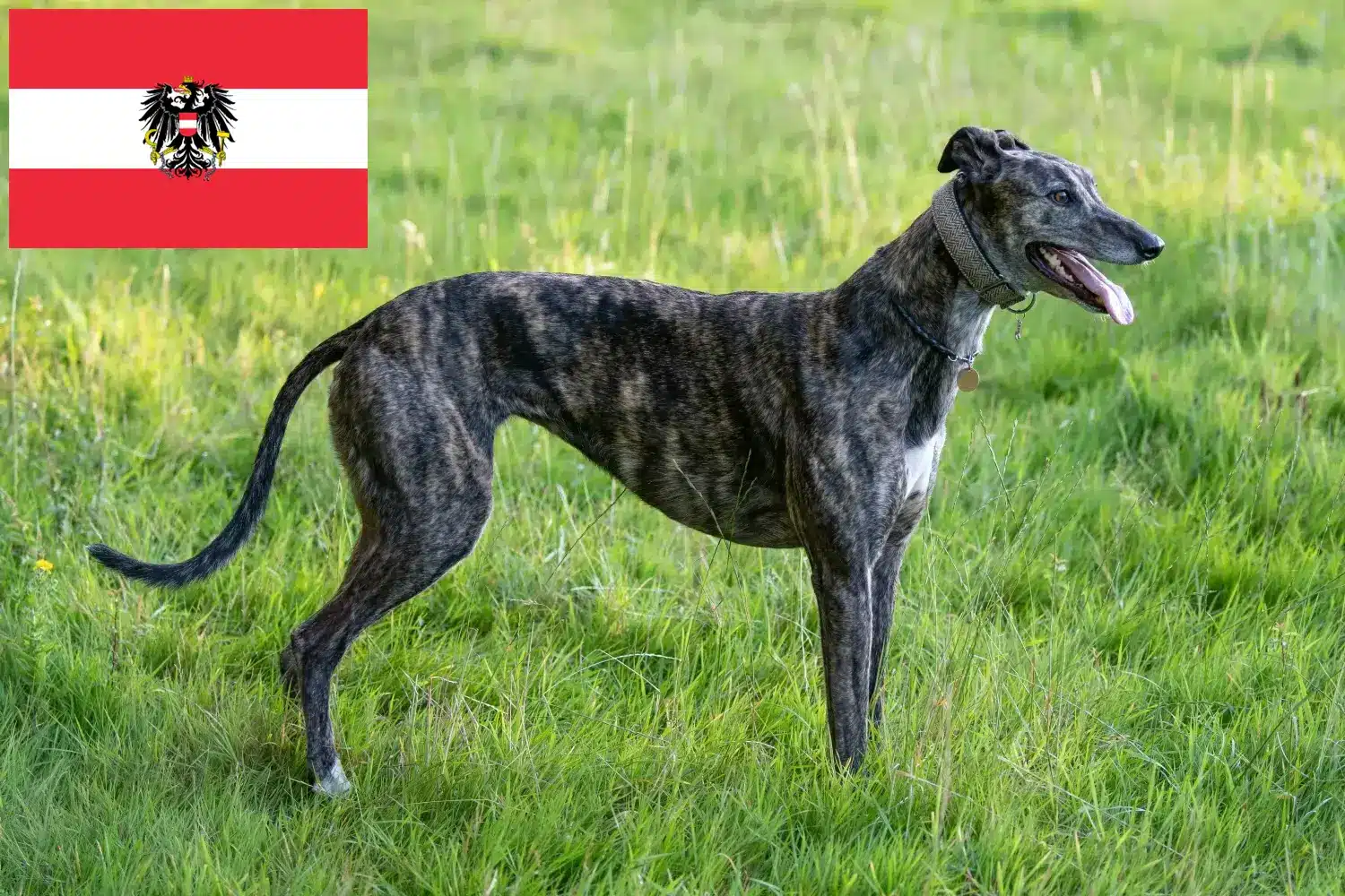 Read more about the article Greyhound breeders and puppies in Austria
