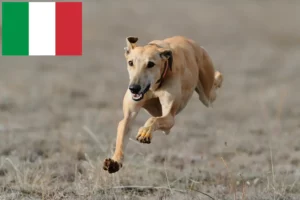 Read more about the article Greyhound breeders and puppies in Italy