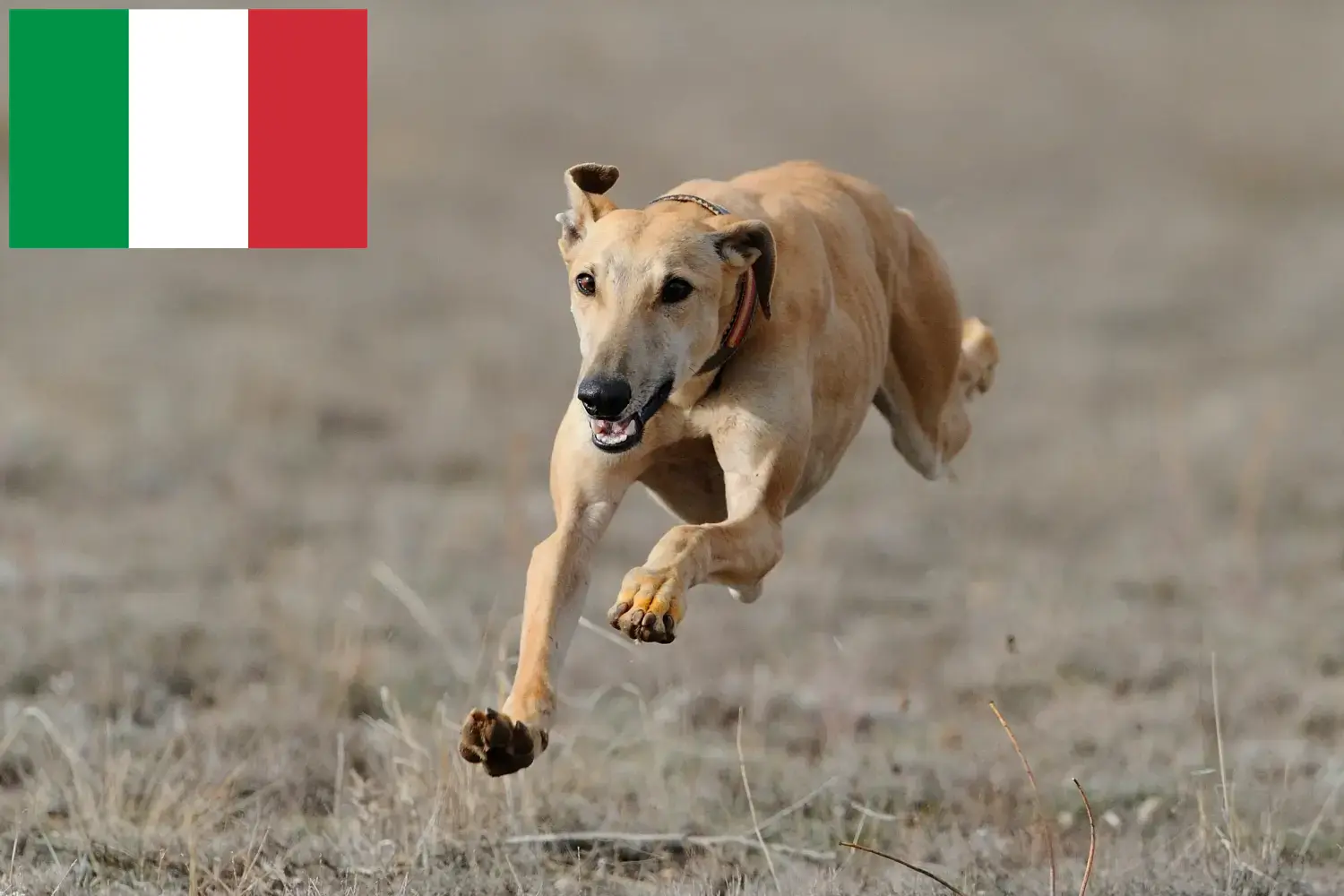 Read more about the article Greyhound breeders and puppies in Italy