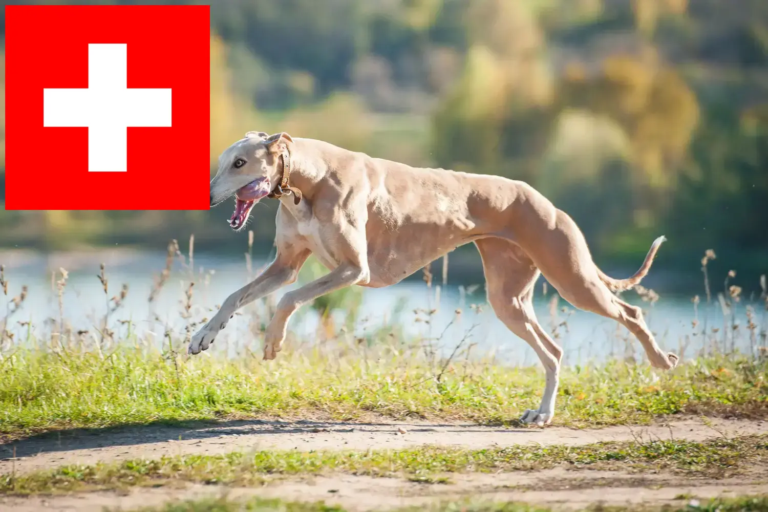 Read more about the article Greyhound breeders and puppies in Switzerland