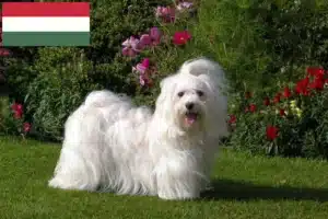Read more about the article Havanese breeders and puppies in Hungary