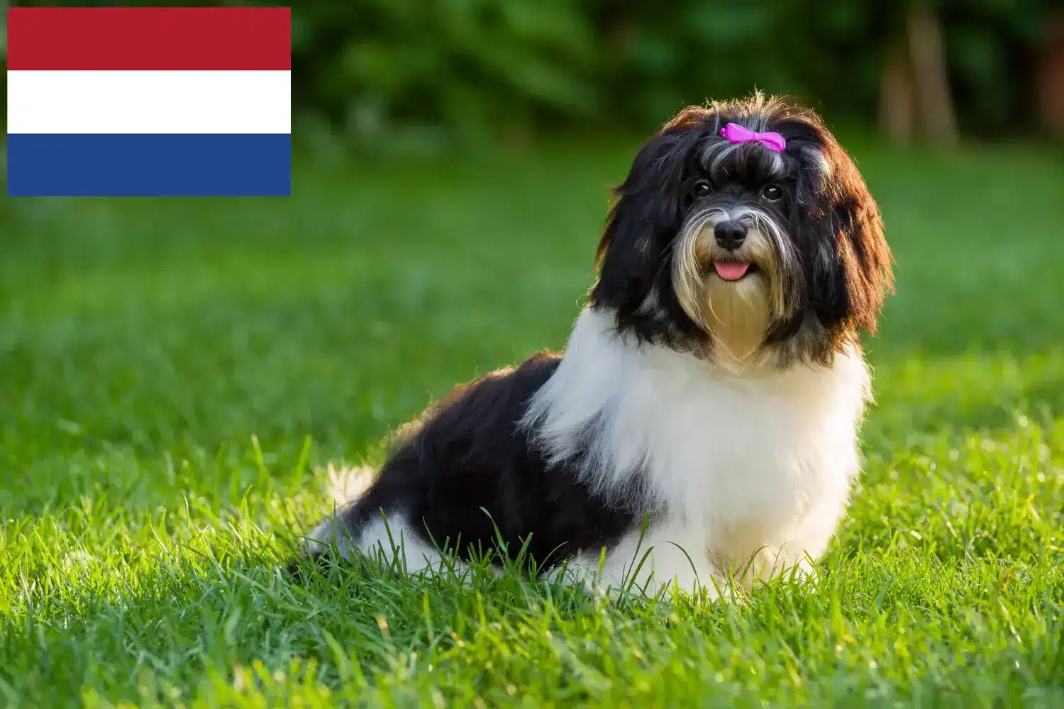 Read more about the article Havanese breeders and puppies in the Netherlands