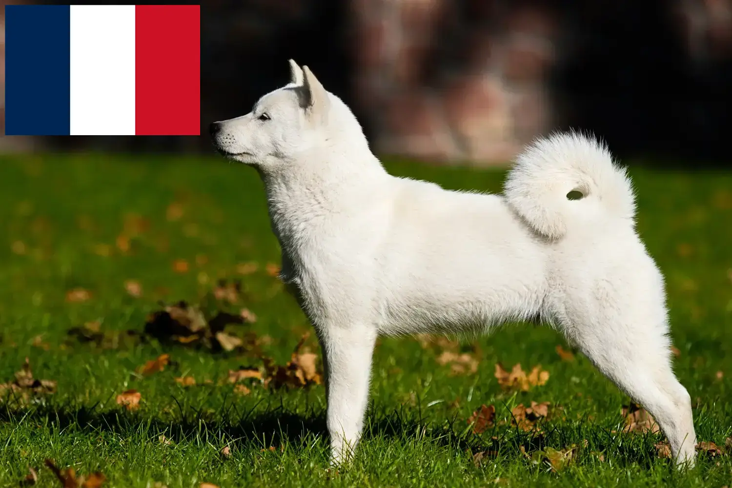 Hokkaido puppies and breeders France Here you can find Hokkaido growers in France.