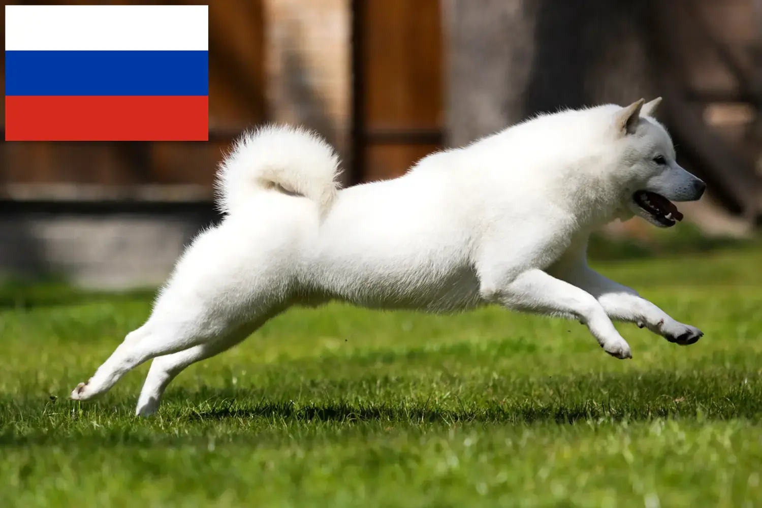 Hokkaido puppies and breeders Russia Here you can find Hokkaido growers in Russia.
