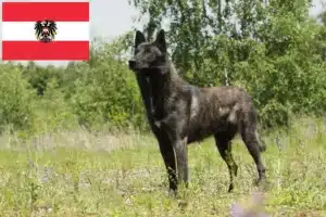 Read more about the article Hollandse Herdershond breeders and puppies in Austria