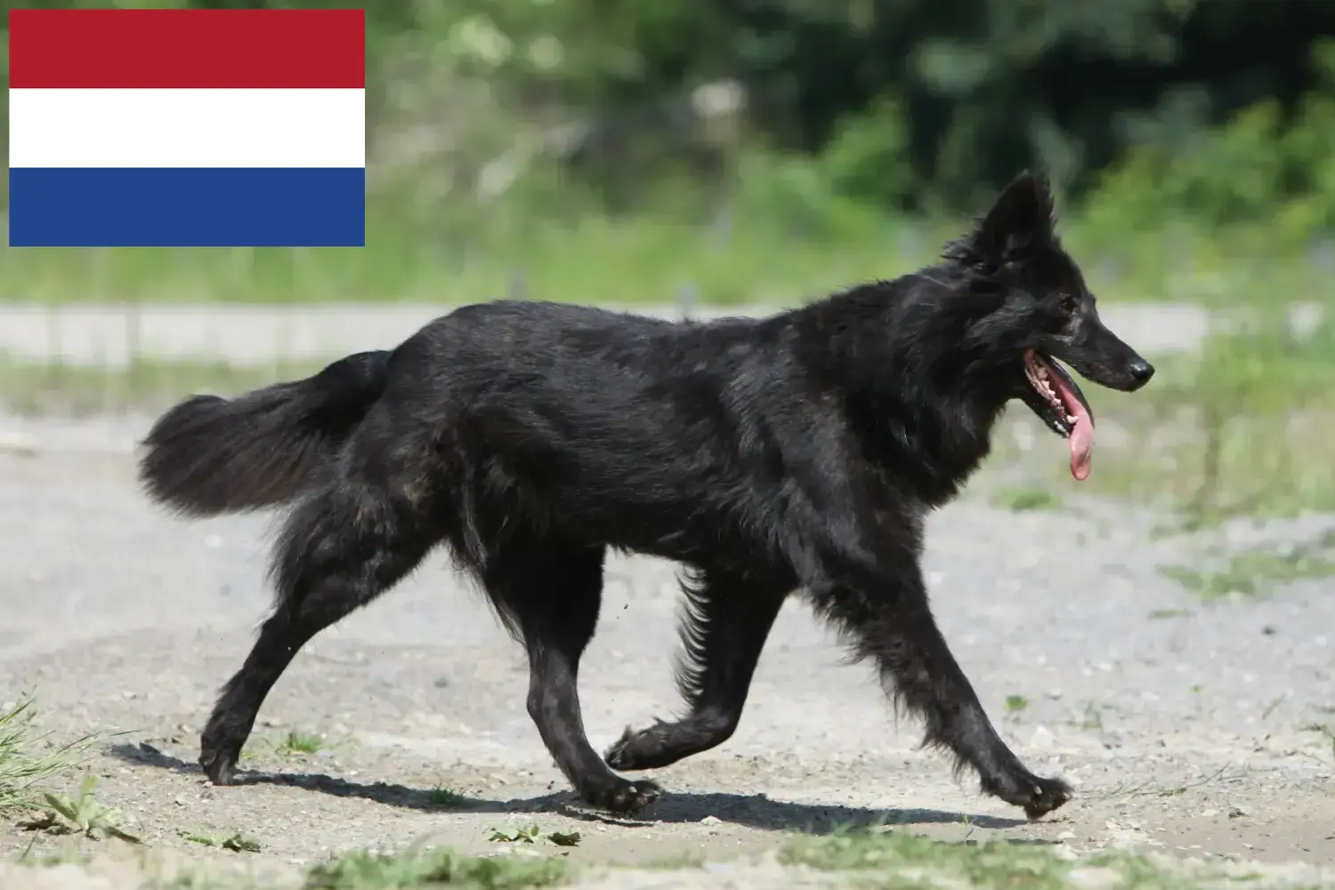Hollandse Herdershond puppies and breeders Netherlands Here you can find Hollandse Herdershonden breeders in the Netherlands.