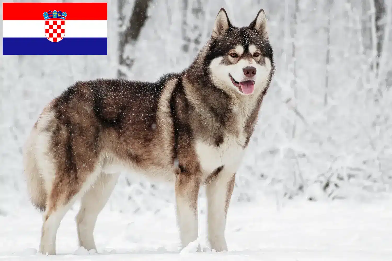 Husky puppies and breeders Croatia Here you can find Husky breeders in Croatia.