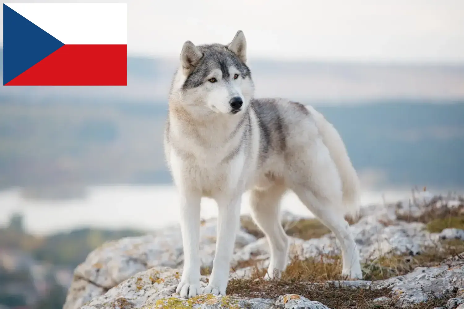 Husky puppies and breeders Czech Republic Here you can find Husky breeders in Czech Republic.