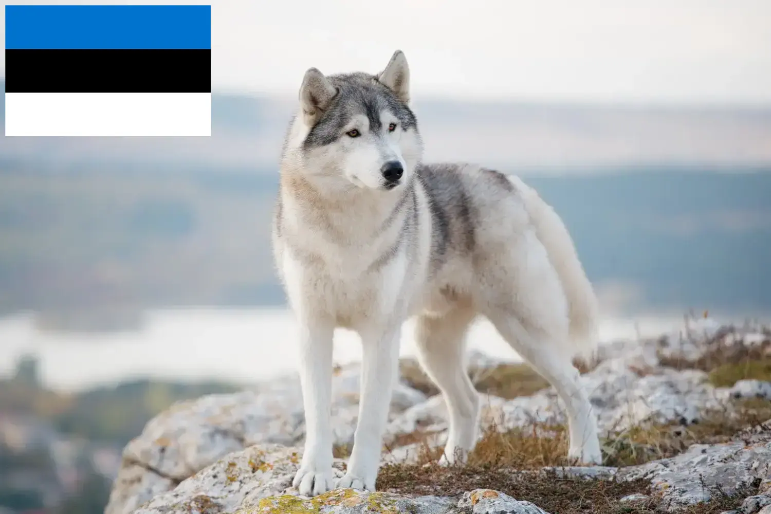 Husky puppies and breeders Estonia Here you can find Husky breeders in Estonia.