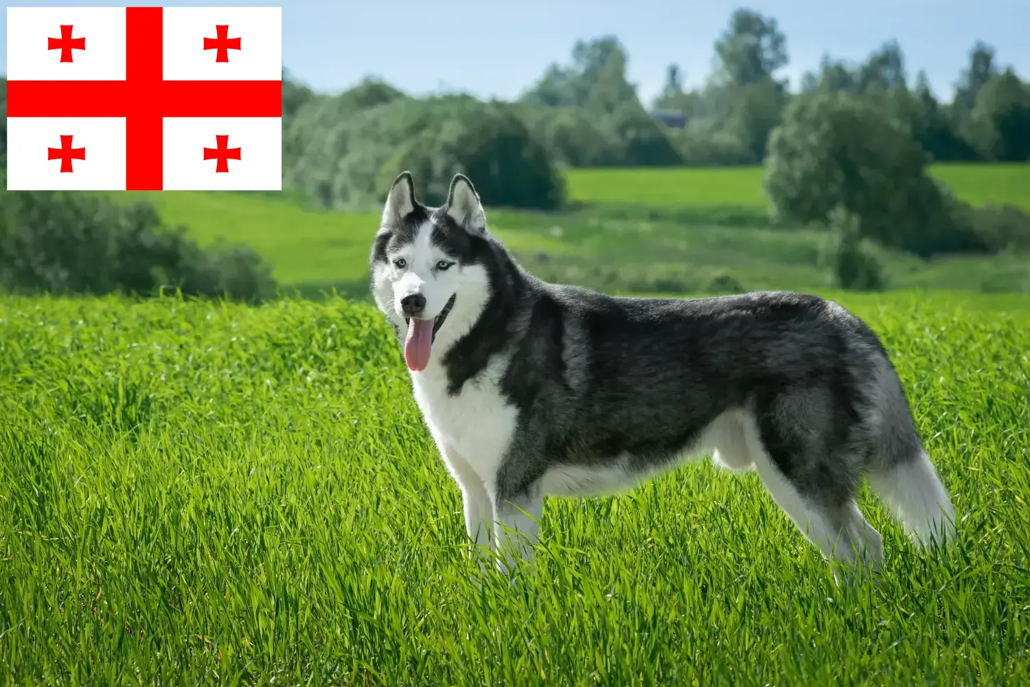 Husky puppies and breeders Georgia Here you can find Husky breeders in Georgia.