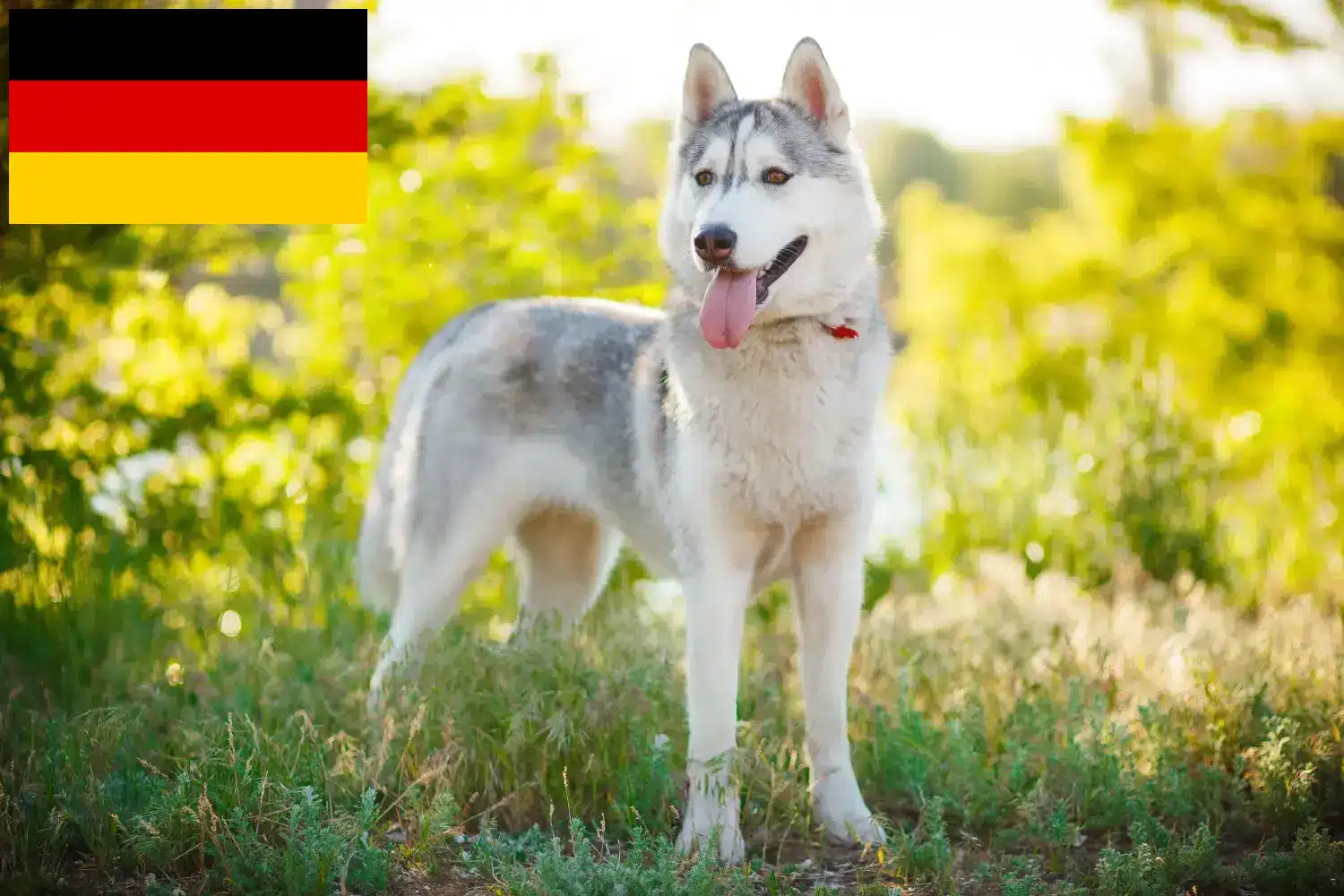 Husky puppies and breeders Germany Here you can find Husky breeders in Germany.